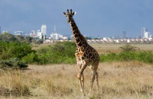 nairobi national park 3