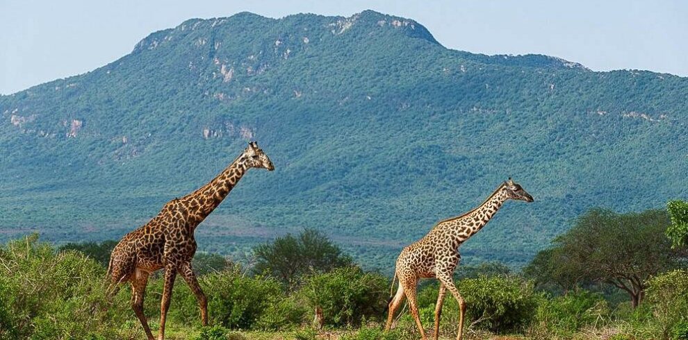 tsavo giraffe