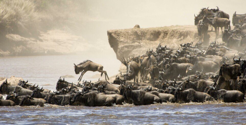 maasai mara wildbeast