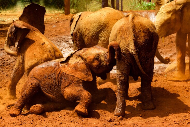 elephant orphanage