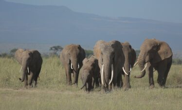 amboseli elephants