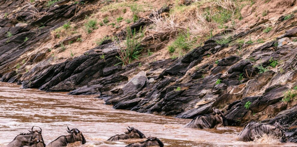 mara migration5 1