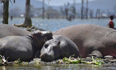 lake naivasha8