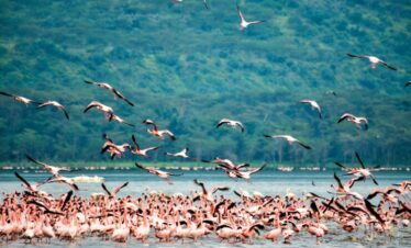 lake nakuru