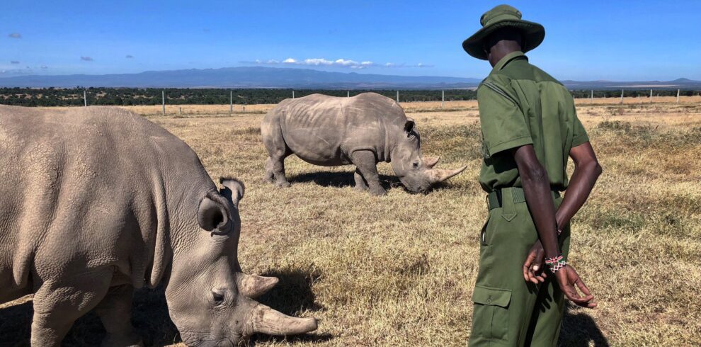 Ol Pejeta Conservancy