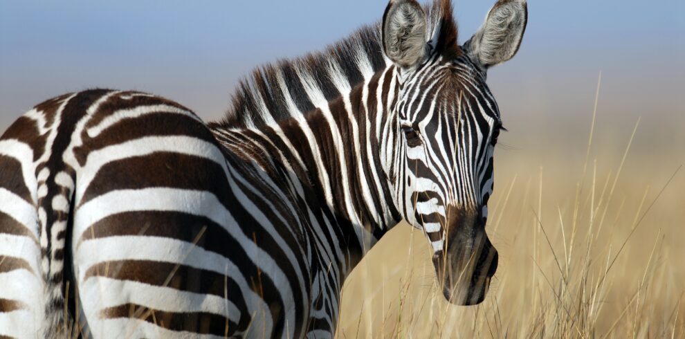 maasai mara 5