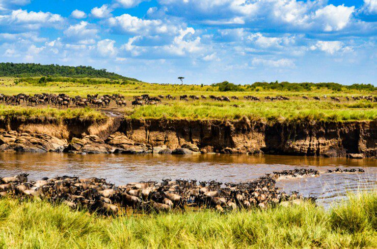 mara wildebeest