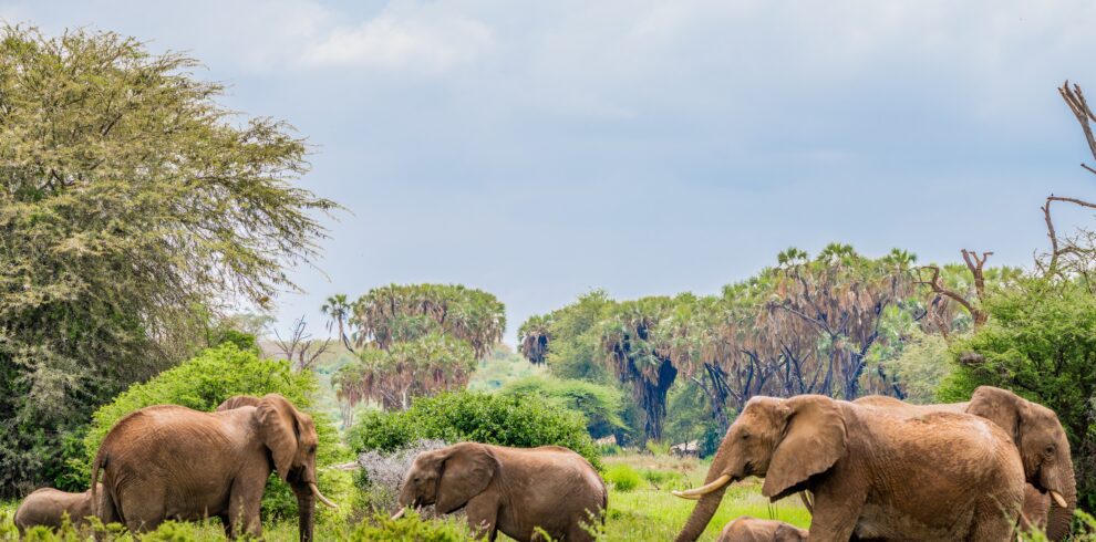 samburu reserve2