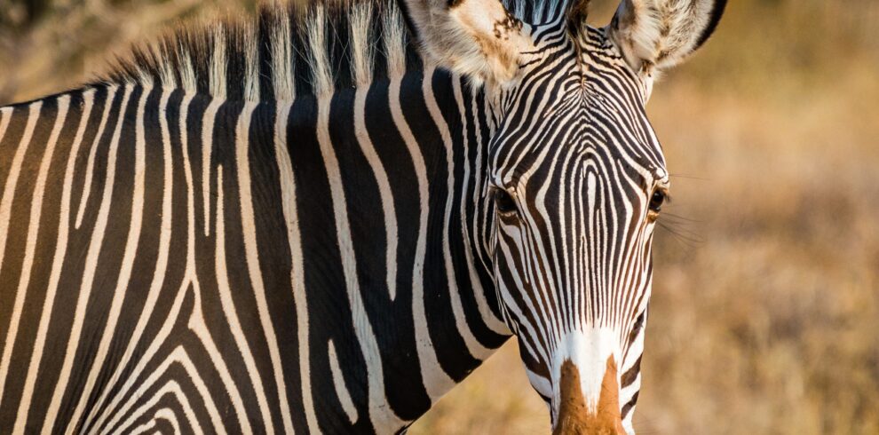 samburu reserve3