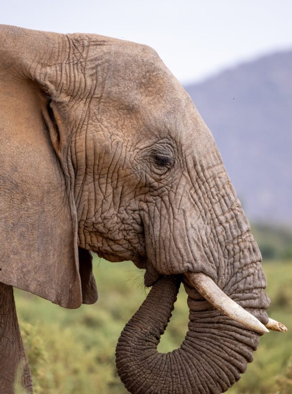 samburu reserve4