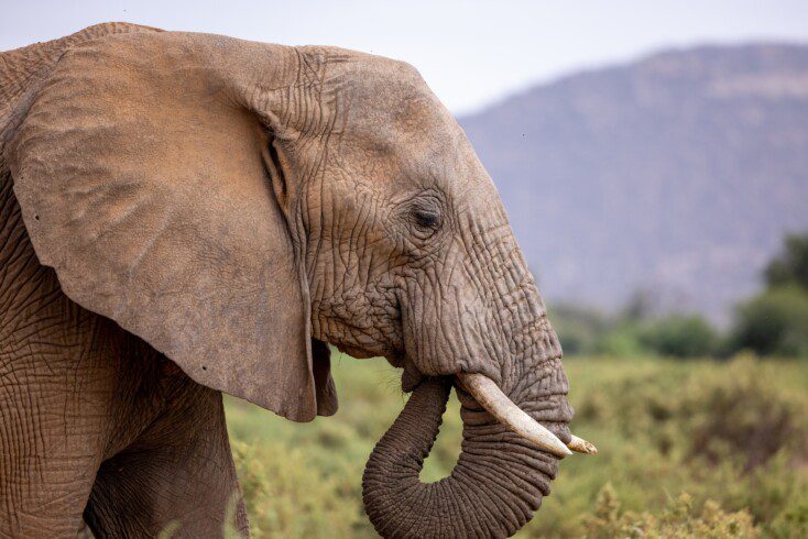 samburu reserve4 scaled