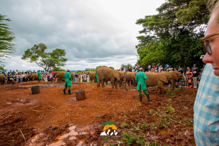 David Sheldrick Elephant Orphanage