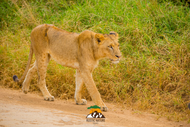 Rustic Nature Tours Kenya Safari 279 scaled