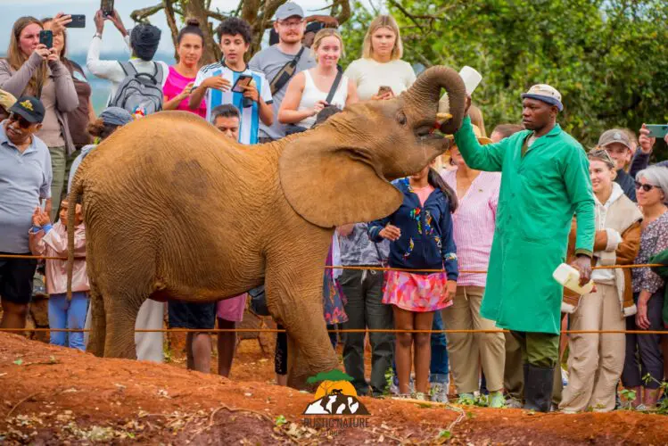 The David Sheldrick Elephant Orphanage2