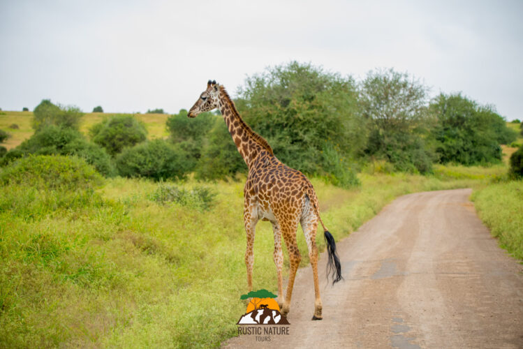 giraffe national park scaled